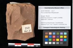 Foto (Objekt + Etikett) von Pinus praecembra Ettingshausen (NHMW-GEO-2024-0188-0282)